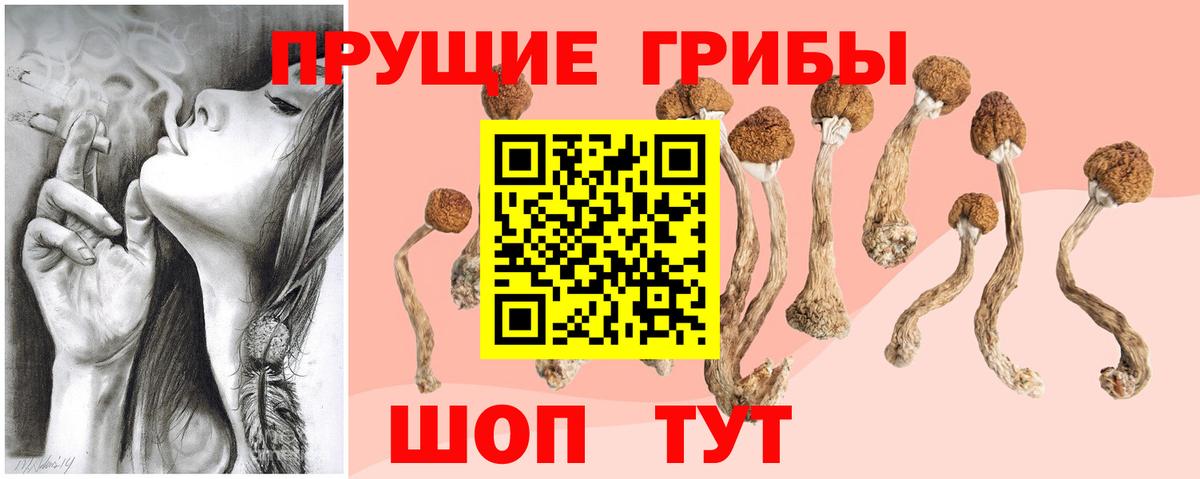 Кингисепп  Псилоцибиновые грибы Psilocybine cubensis  Вход с VPN 